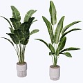 indoor potted plant 3d model