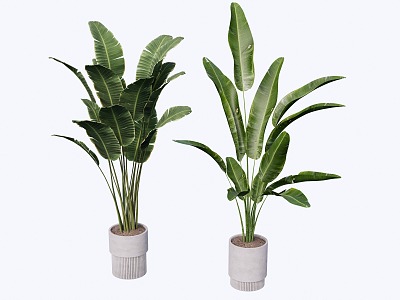 indoor potted plant 3d model