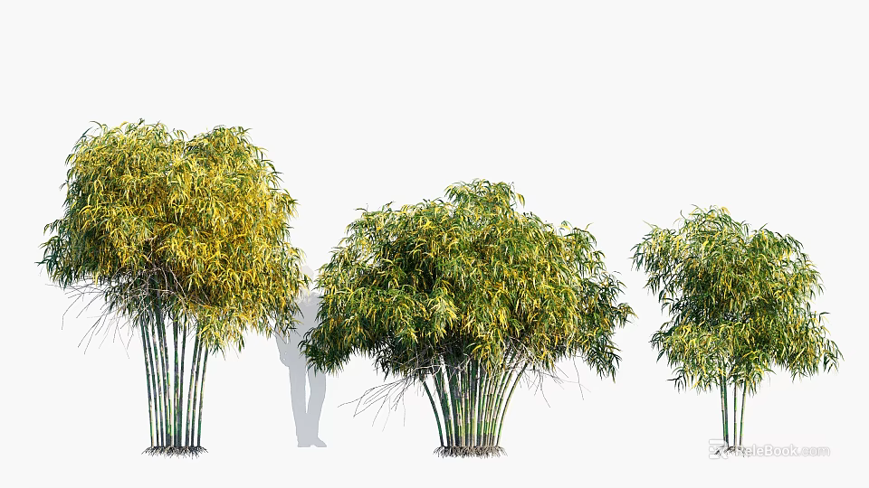 Bamboo Trees in Various Sizes for Natural Garden Landscape Design 3d model