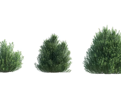 Three Lush Green Shrubs In Different Sizes For Garden Landscape Design 3d model