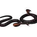 Realistic Black Red Striped Snake With Coiled Body And Raised Head