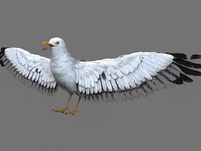 White Seagull Spreading Wings With Black Wing Tips And Yellow Beak Legs 3d model