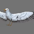 White Seagull Spreading Wings With Black Wing Tips And Yellow Beak Legs