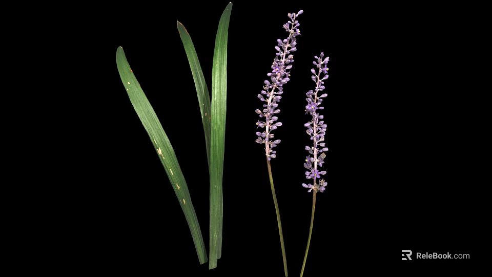 Vibrant Green Leaf Plant Featuring Long Foliage And Purple Spiked Flowers 3d model 