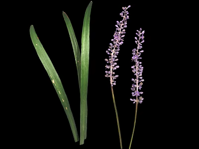 Vibrant Green Leaf Plant Featuring Long Foliage And Purple Spiked Flowers 3d model