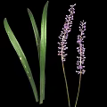 Vibrant Green Leaf Plant Featuring Long Foliage And Purple Spiked Flowers