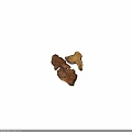 Natural Plant Wood Pieces With Rustic Brown Texture And Organic Shape