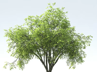 Lush Green Arbor With Dense Foliage And Strong Trunk In Natural Scene 3d model
