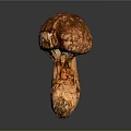 Fresh Organic Mushroom With Brown Cap And White Stem Close Up View