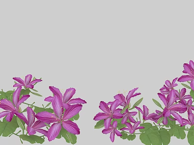 Vibrant Purple Flowers With Green Leaves Blooming In Natural Garden 3d model