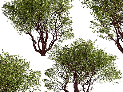 Arbor Trees Displaying Lush Green Foliage Branchy Trunks And Natural Shape In White Background 3d model
