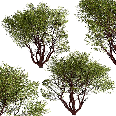 Arbor Trees Displaying Lush Green Foliage Branchy Trunks And Natural Shape In White Background 3d model
