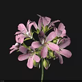 Blooming Pink Flower With Delicate Petals And Slender Stem Against Black Background