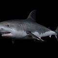 Shark great white shark red tail shark tiger shark whale shark nurse shark long kiss saw shark basking shark white tip reef shark blue shark rainbow shark shark fish shark shark shark 3d model