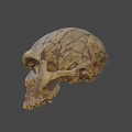 Detailed Cracked Tan Skull 3D Model for Game and Movie Character Design