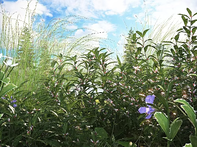 Green Leafy Shrubs With Purple Flowers Growing Under Blue Sky And White Clouds 3d model