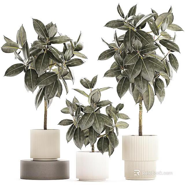 Indoor Bonsai Potted Plants With Lush Green Leaves And White Textured Pots 3d model 