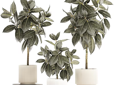 Indoor Bonsai Potted Plants With Lush Green Leaves And White Textured Pots 3d model