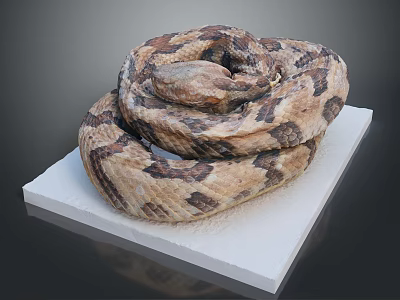 Brown and Tan Patterned Coiled Snake Resting on White Platform Surface 3d model