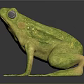 Realistic Green Frog With Large Eyes Smooth Skin On Black Reflective Surface