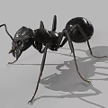 Detailed View Of Black Ant With Segmented Body Long Legs And Antennae