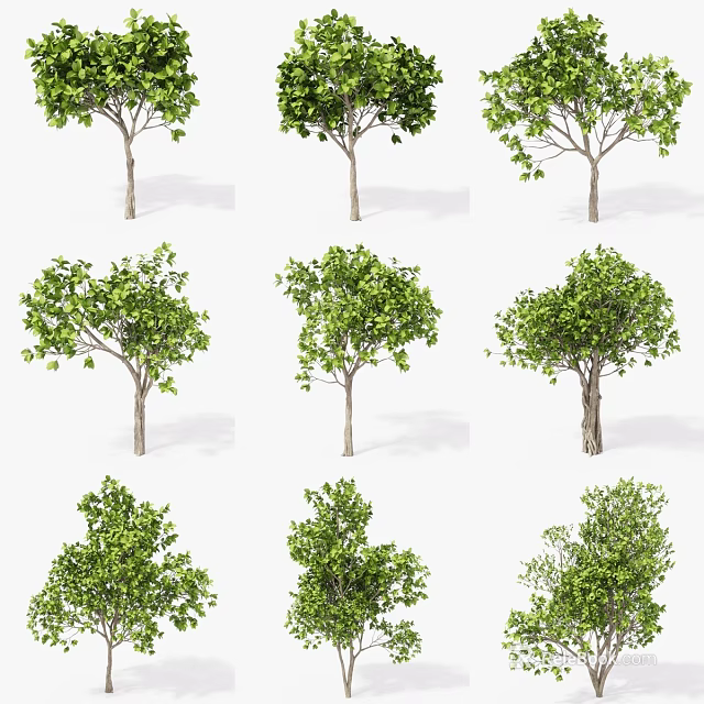 Various Arbor Tree Varieties With Green Foliage And Different Trunk Shapes 3d model