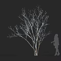 Leafless Tree With White Textured Trunk And Person Silhouette On Black Background 3d model