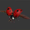 Ladybug Red With Black Spots Spreading Wings On Black Background With Reflection
