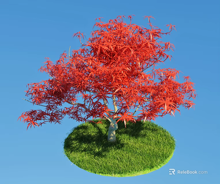 Red Leaf Maple Tree Growing On Green Grass With Blue Sky Background 3d model 