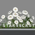 Elegant Floral Display with White Daisies and Green Plants on Platform for STARSECRET
