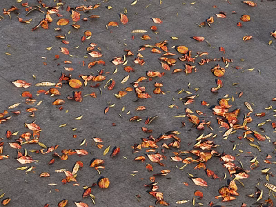 Colorful Autumn Leaves Scattered Over The Gray Pavement In Fall 3d model