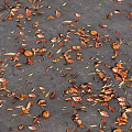 Colorful Autumn Leaves Scattered Over The Gray Pavement In Fall