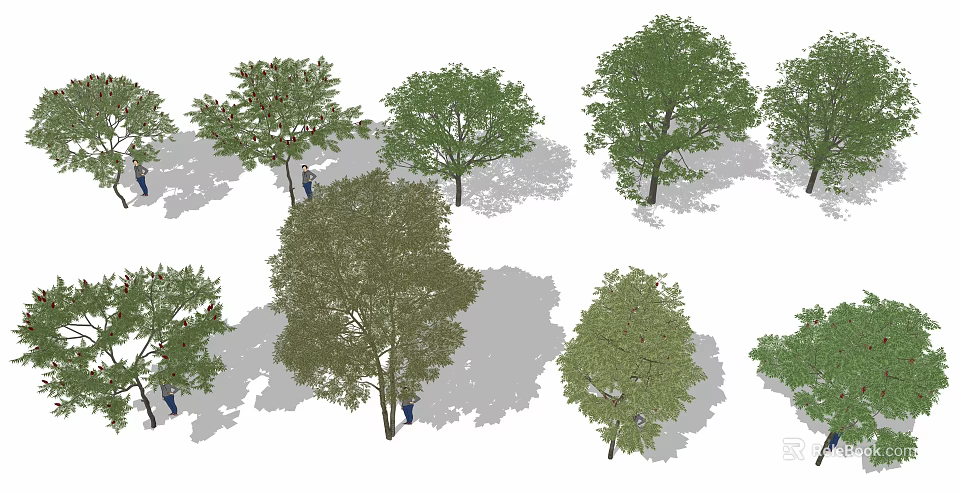 Various Green Arbor Trees Displaying Different Leaf Shapes And Ground Shadows 3d model