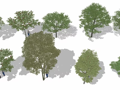 Various Green Arbor Trees Displaying Different Leaf Shapes And Ground Shadows 3d model