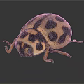 Shiny Spotted Beetle With Black Spots On Yellowish Oval Body And Antennae