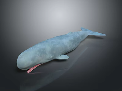 Detailed 3D Light Blue Whale Model With Open Mouth On Gray Background 3d model
