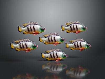 Fish Freshwater Fish Sea Fish Animal Game Animal Cartoon Animal Realistic Animal model