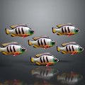 Group of Aquatic Fish With Black White Stripes Green Accents And Reflections On Gray Background