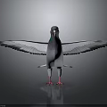 Gray Pigeon Standing With Spread Wings On Dark Ground With Reflection 3d model