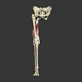 Human Lower Limb Skeleton And Muscle Anatomy Model Showing Hip Femur Tibia Structure