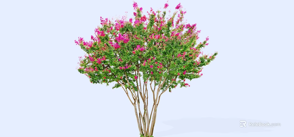 Ornamental Tree With Multiple Trunks Vibrant Pink Blossoms And Lush Green Foliage 3d model 