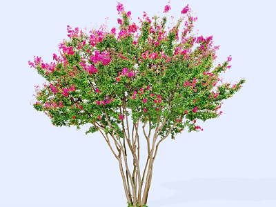 Ornamental Tree With Multiple Trunks Vibrant Pink Blossoms And Lush Green Foliage 3d model