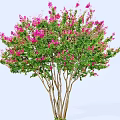 Ornamental Tree With Multiple Trunks Vibrant Pink Blossoms And Lush Green Foliage