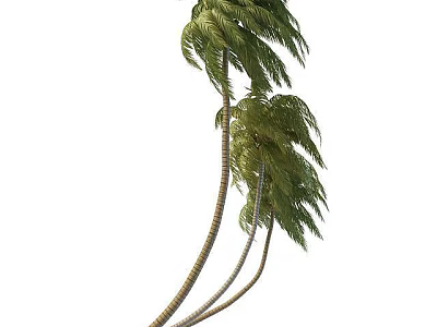 Coconut Tree 3d model