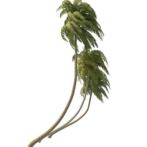Coconut Tree 3d model