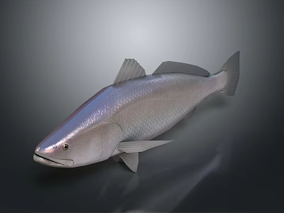 Silver Fish with Shiny Scales and Fins on Dark Background 3D Rendered 3d model