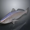 Silver Fish with Shiny Scales and Fins on Dark Background 3D Rendered