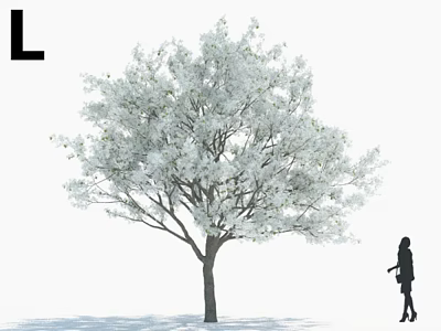 White Blossom Arbor In Full Bloom With Person Standing Near White Background 3d model