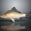 Silver Fish with Shiny Body Black Fins Prominent Eyes and Reflection on Gray Background