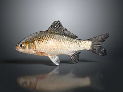 Silver Fish with Shiny Body Black Fins Prominent Eyes and Reflection on Gray Background 3d model